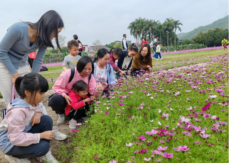 观赏美丽格桑花