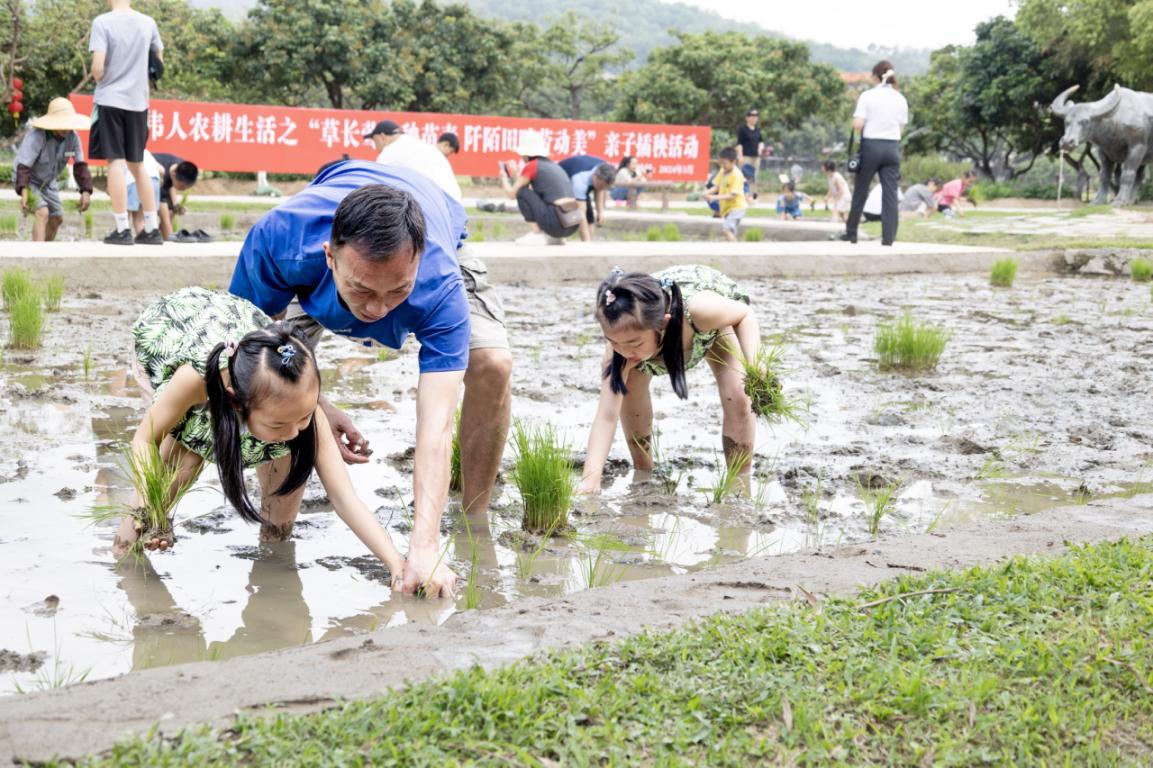 家长手把手教授孩子插秧技巧