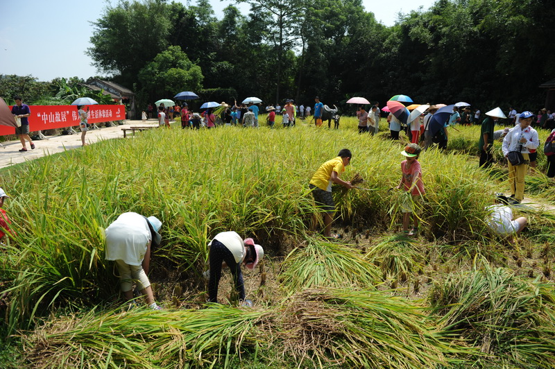 2015年7月12日 孙中山故居纪念馆 “体验伟人农耕生活”快乐割禾活动2