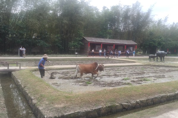 游客驻足围观