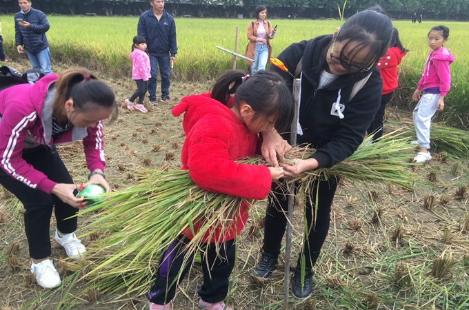 在家长的帮助下，小朋友动手扎制稻草人