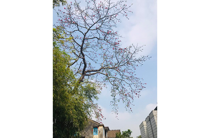 翠亨红--何倩萍