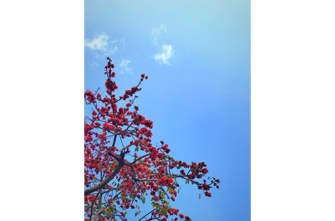 又见木棉花开时--李达中